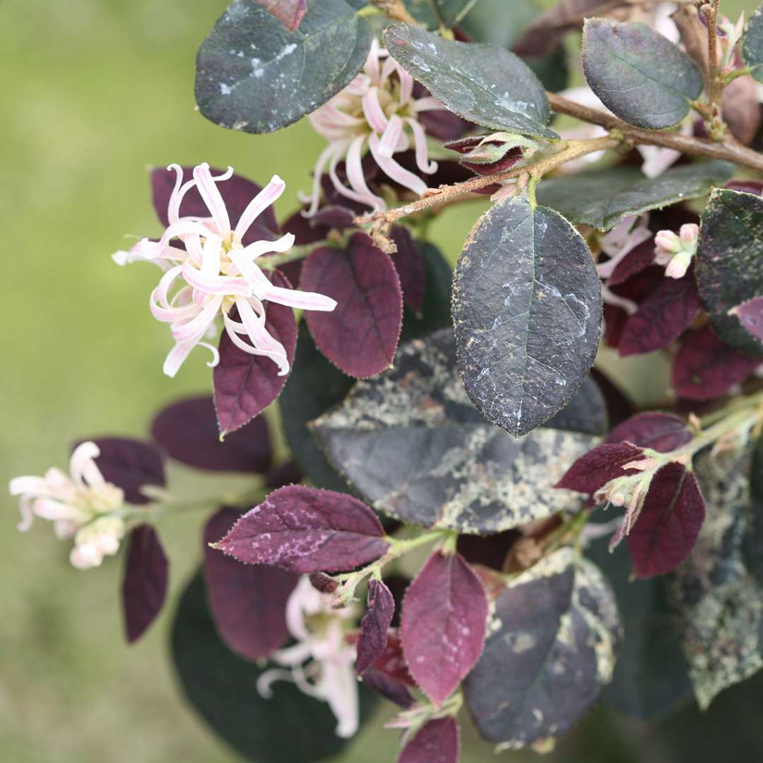 Close up of Jazz Hands Night Moves Loropetalum blooms